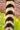 Cola del Ring Tail Lemur.