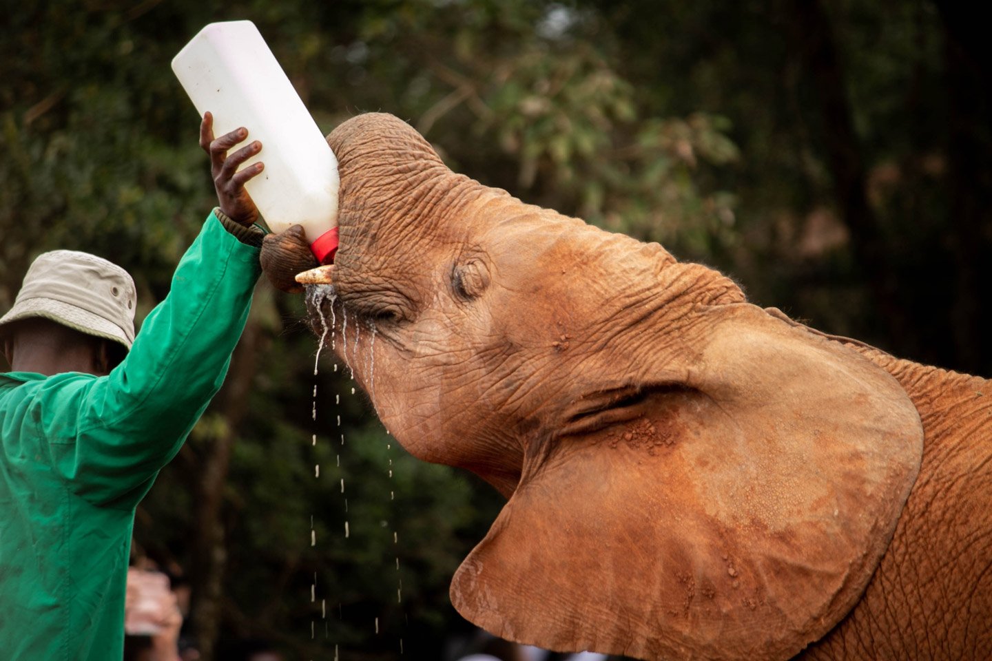 Elefante tomando leche en David Sheldrick's Wildlife Trust, Nairobi, Kenia.