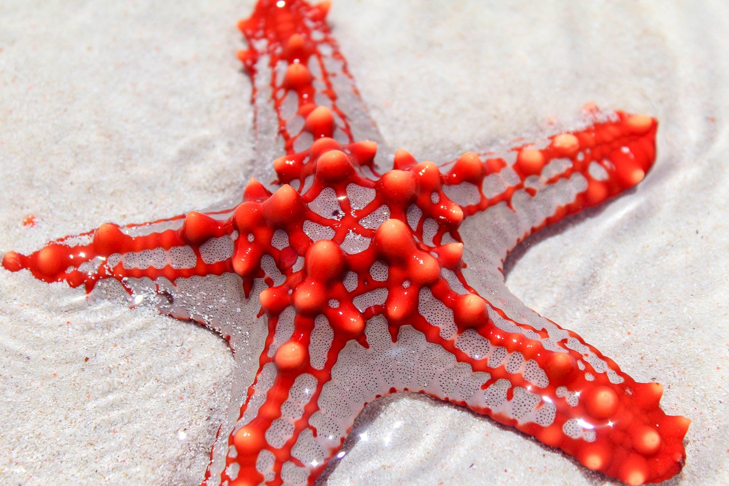 Estrella de mar de color rojo, Zanzibar