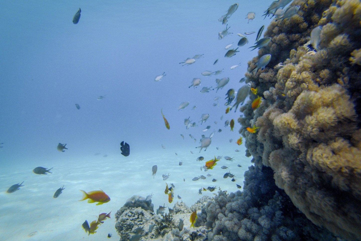 Snorkel en Zanzibar