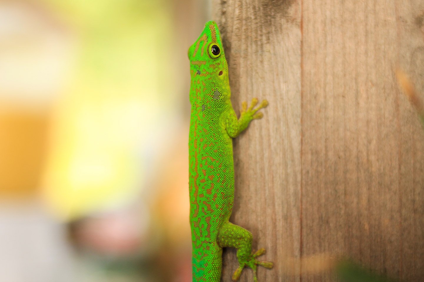 Gecko de La Digue, Seychelles