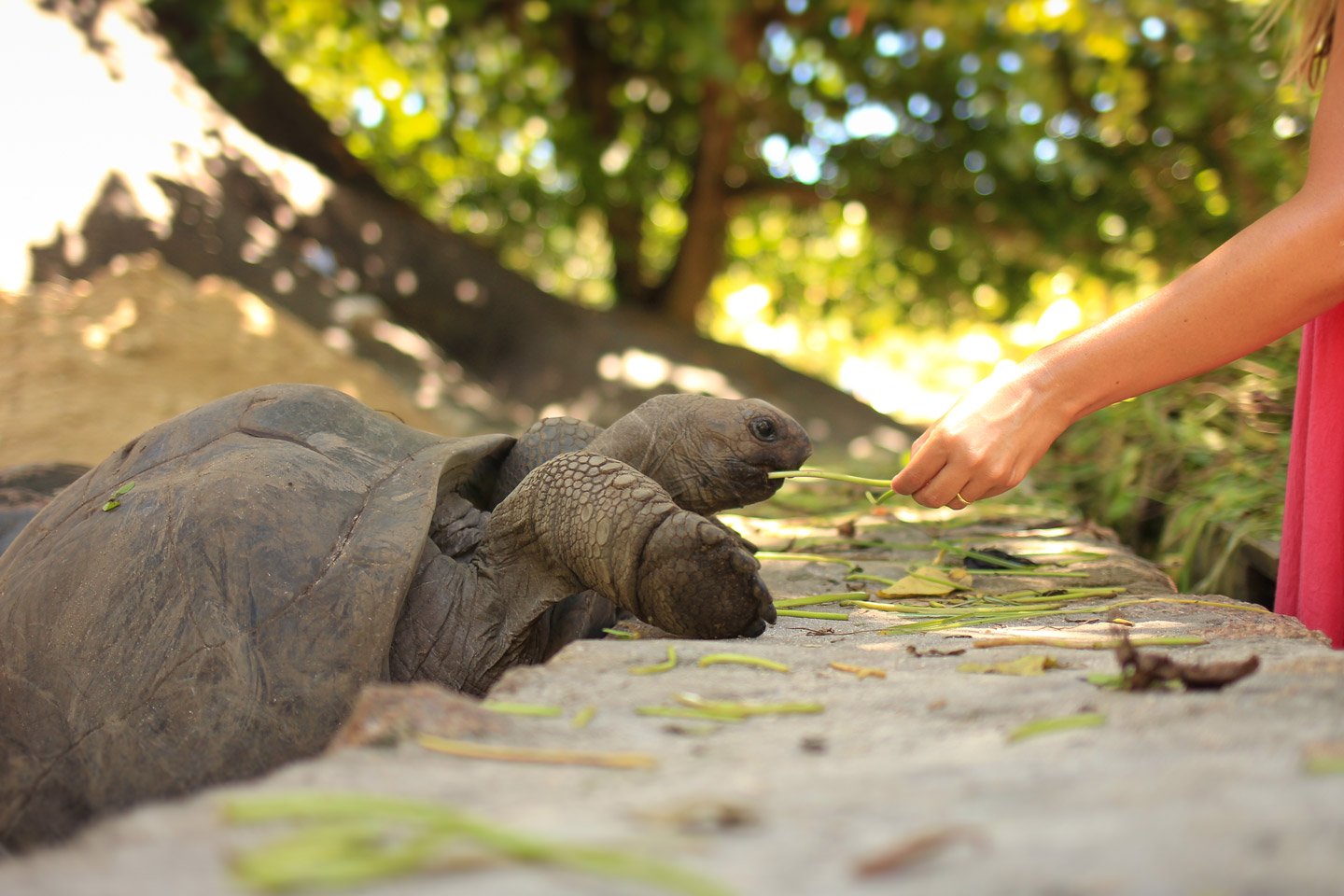 Carla alimentando a una tortuga de Aldabra en La Digue, Seychelles