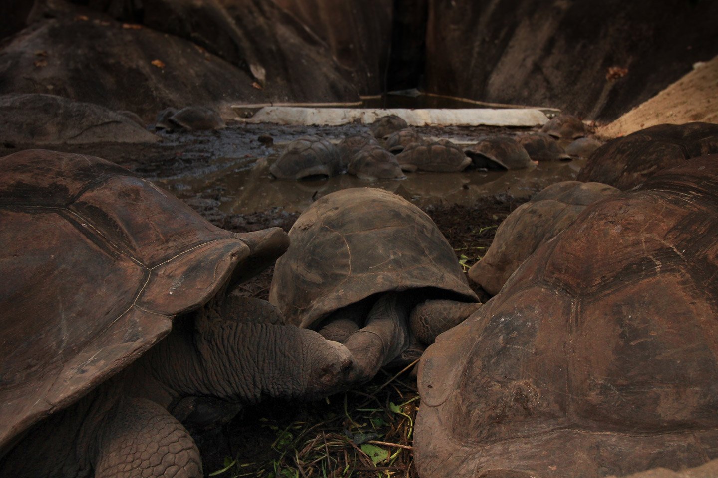 Tortugas de Aldabra en La Digue, Seychelles